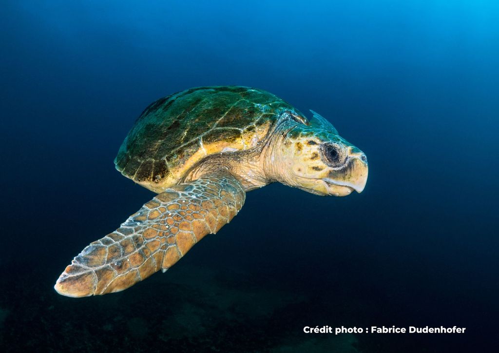 tortue marine